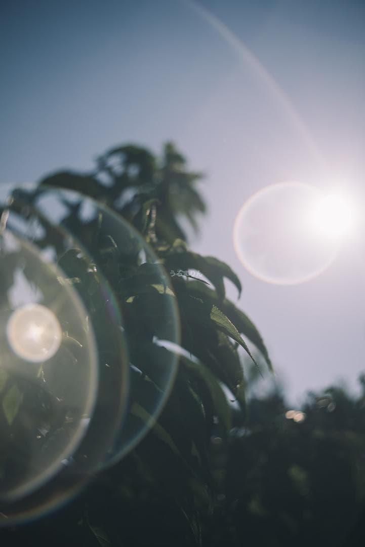 良品！虹の出る癖玉！Leica Summar 50mm f2 オールドレンズ