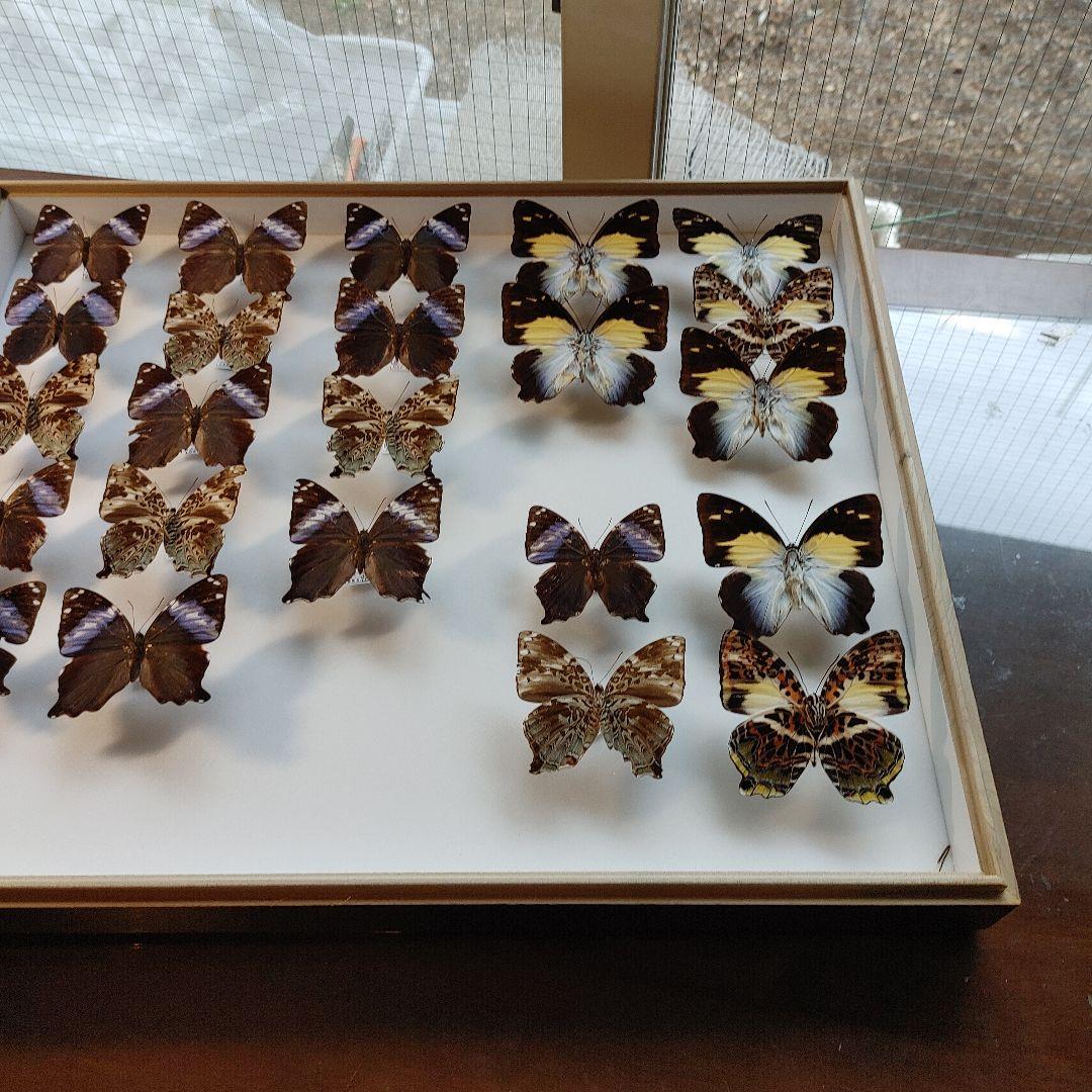 蝶の標本　　「値引き」ヤイロタテハ　フランキヤイロタテハ