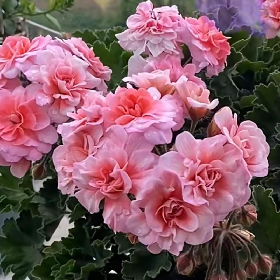 希少品種ゼラニウム　激レア品種ゼラニウム　KR01 チョー珍しいゼラニウム