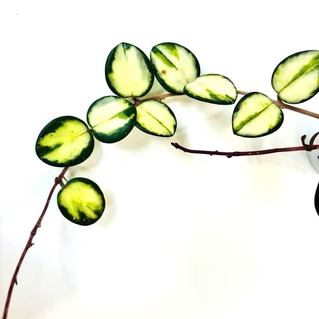 ホヤ マチルダ 斑入り 根付