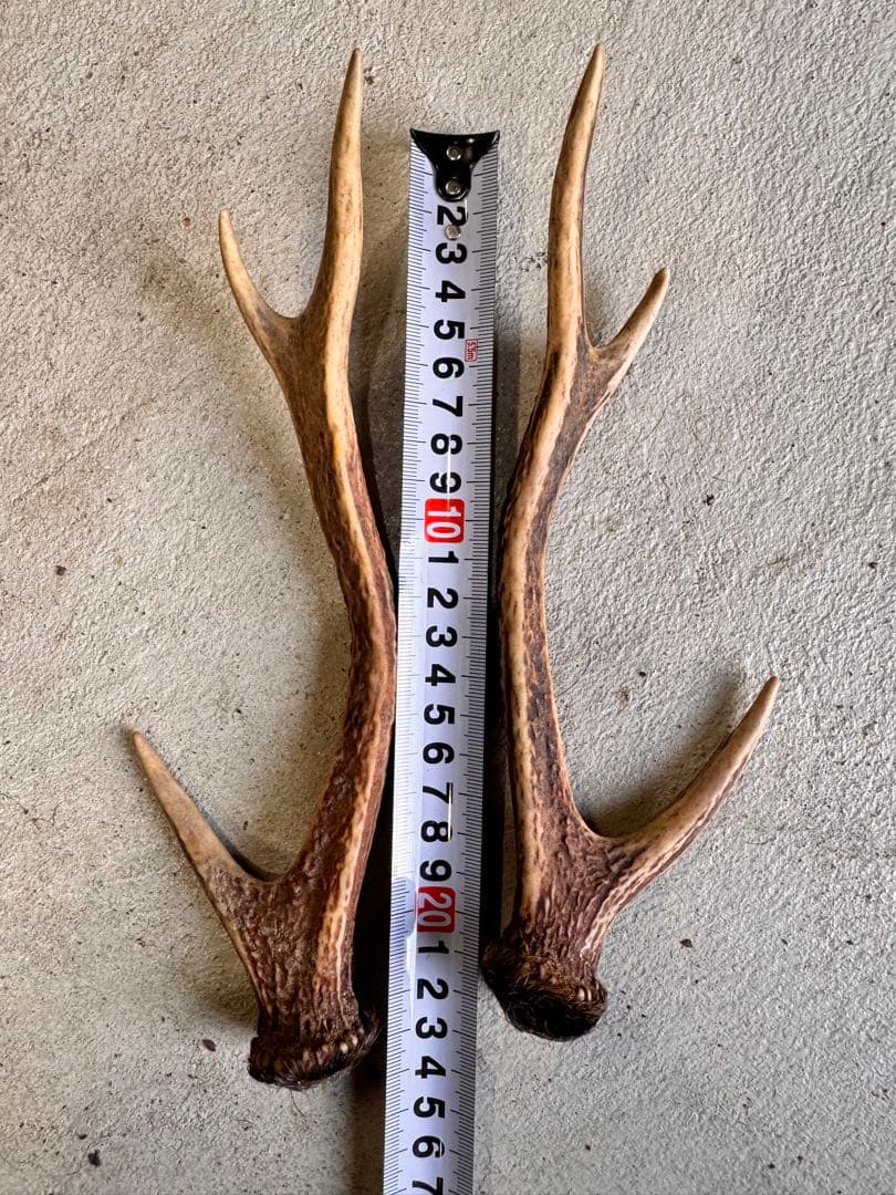 日本鹿の角 11対(22本セット) No.4