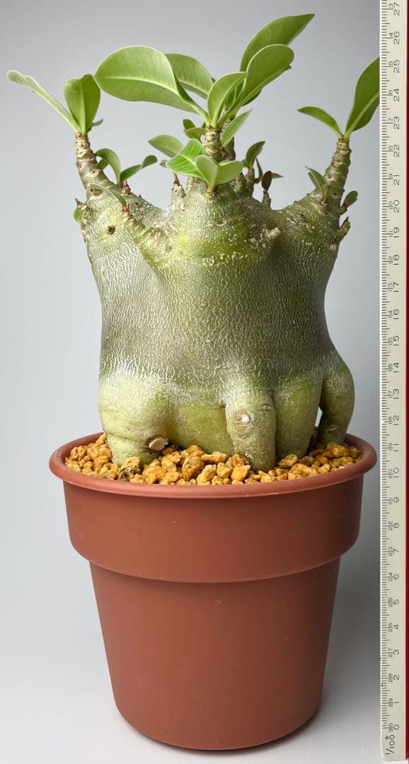 【激レア/ドワーフ/超極太/塊根】アデニウム アラビカムV2ハック鉢植えE-10