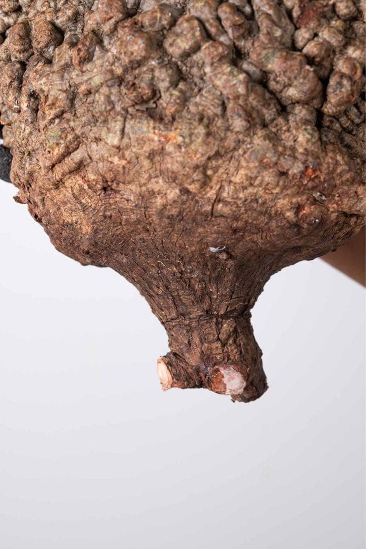 KP115 オペルクリカリア パキプス コーデックス ベアルート株