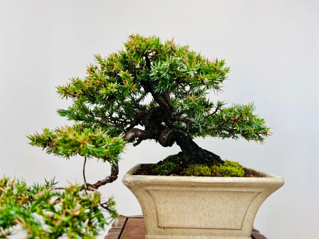 小品盆栽　ソナレ　そなれ