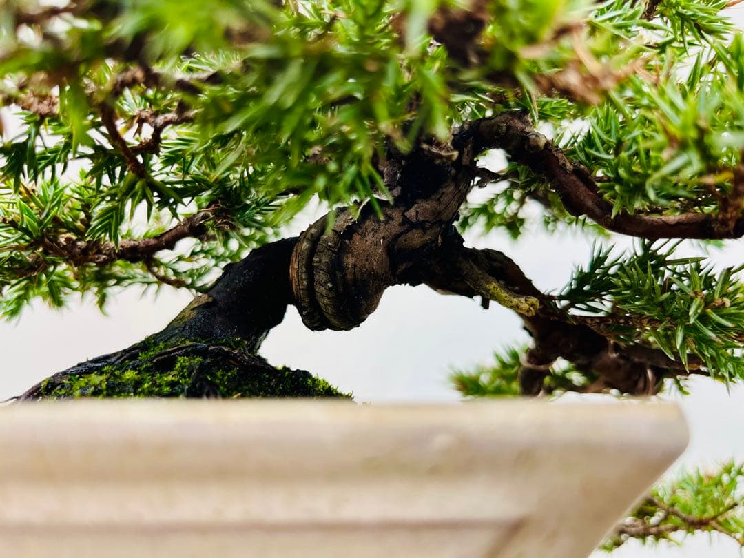 小品盆栽　ソナレ　そなれ