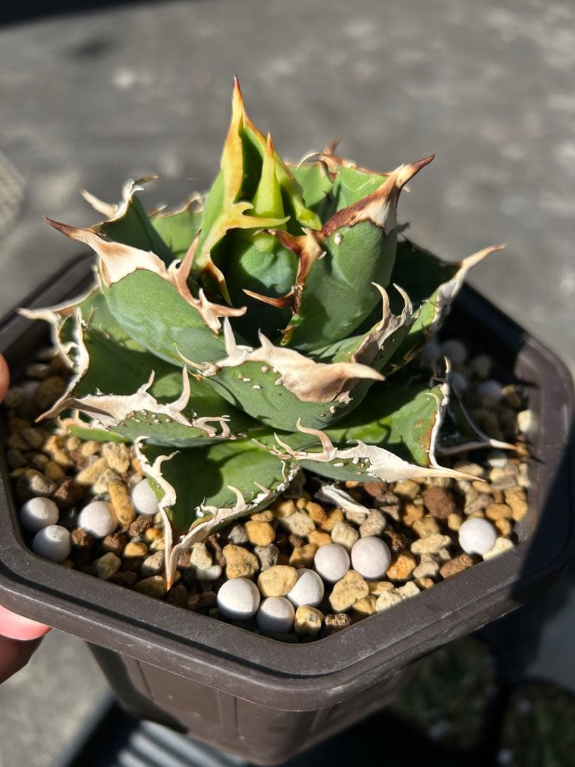 n plants studs 4th アガベ　チタノタ　オテロイ　ブツブツ