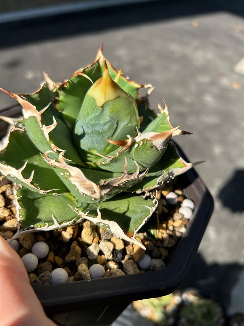 n plants studs 4th アガベ　チタノタ　オテロイ　ブツブツ