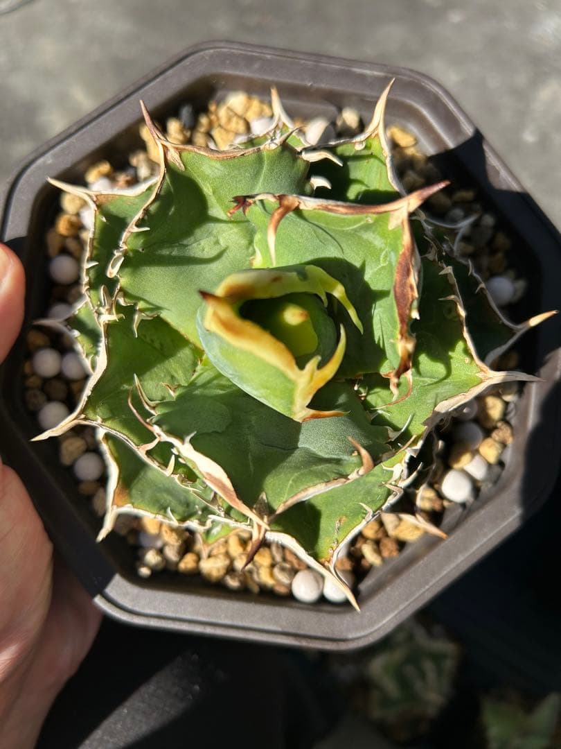 n plants studs 4th アガベ　チタノタ　オテロイ　ブツブツ