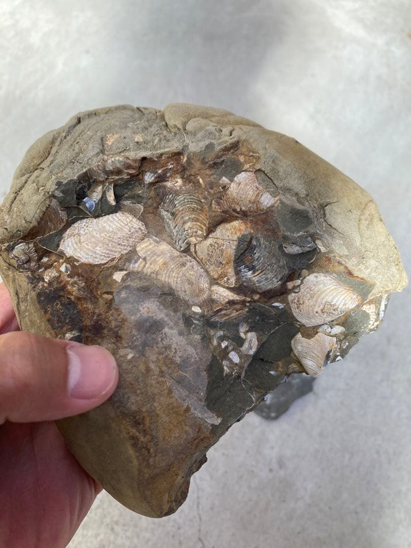 北海道中川　ノジュール　クリーニング　化石掘り