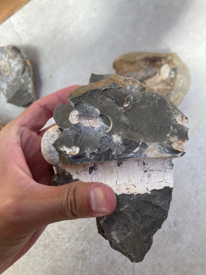 北海道中川　ノジュール　クリーニング　化石掘り