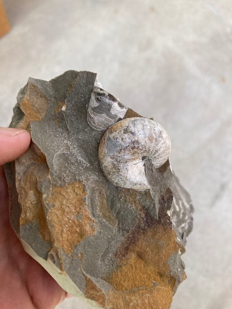 北海道中川　ノジュール　クリーニング　化石掘り