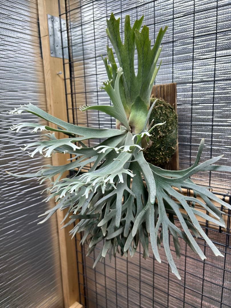 ビカクシダ P. willinckii 'Jade Girl' spore