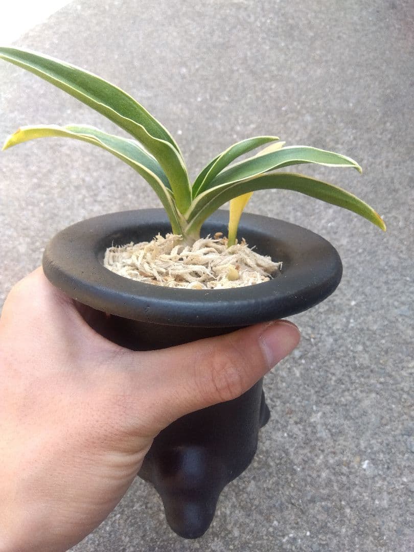 万年青　おもと　お多福　覆輪斑　4号陶器鉢つき　極上斑の子株つき❗　う