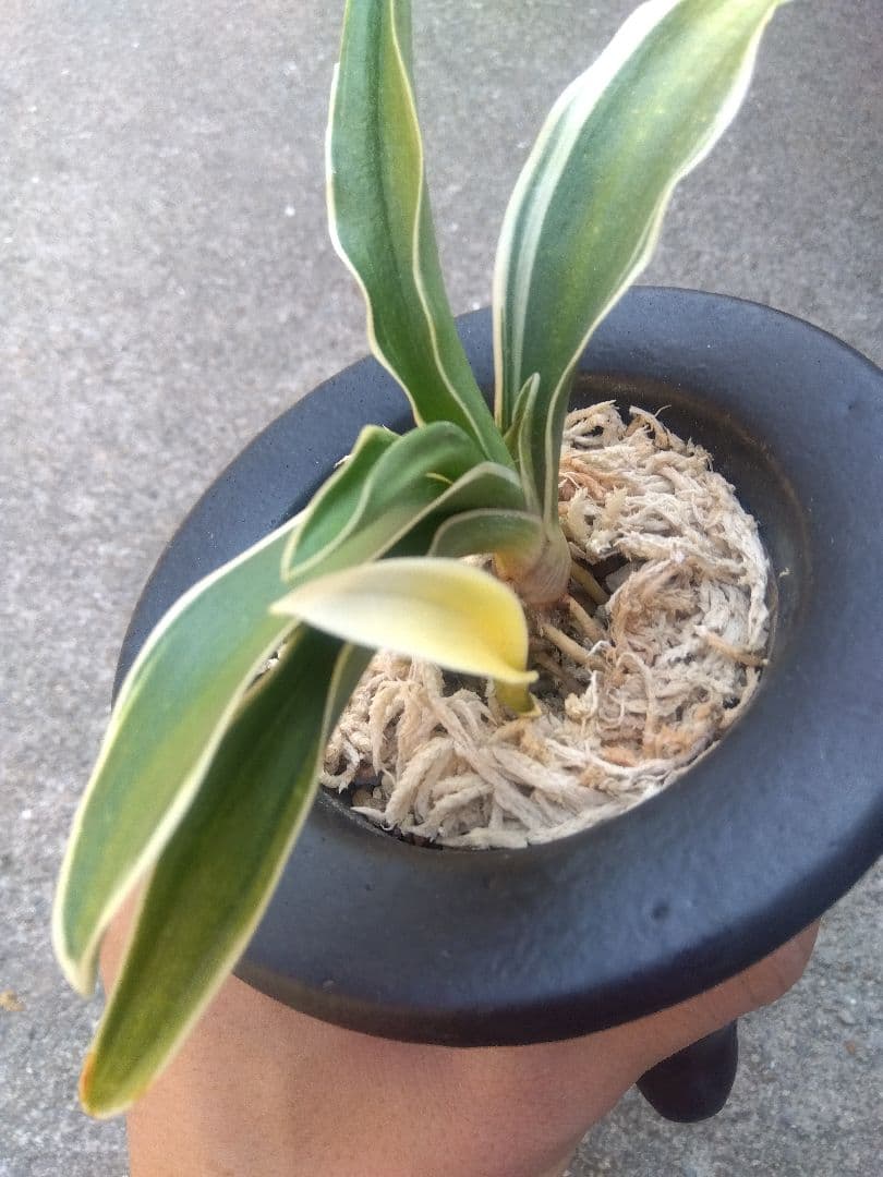 万年青　おもと　お多福　覆輪斑　4号陶器鉢つき　極上斑の子株つき❗　う