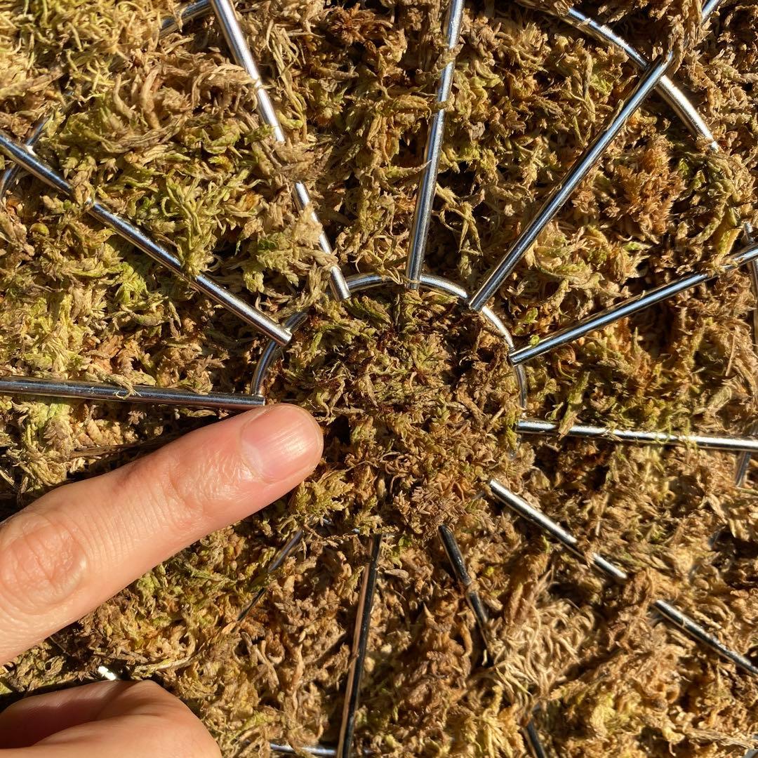 ビカクシダ・ジェイドガール