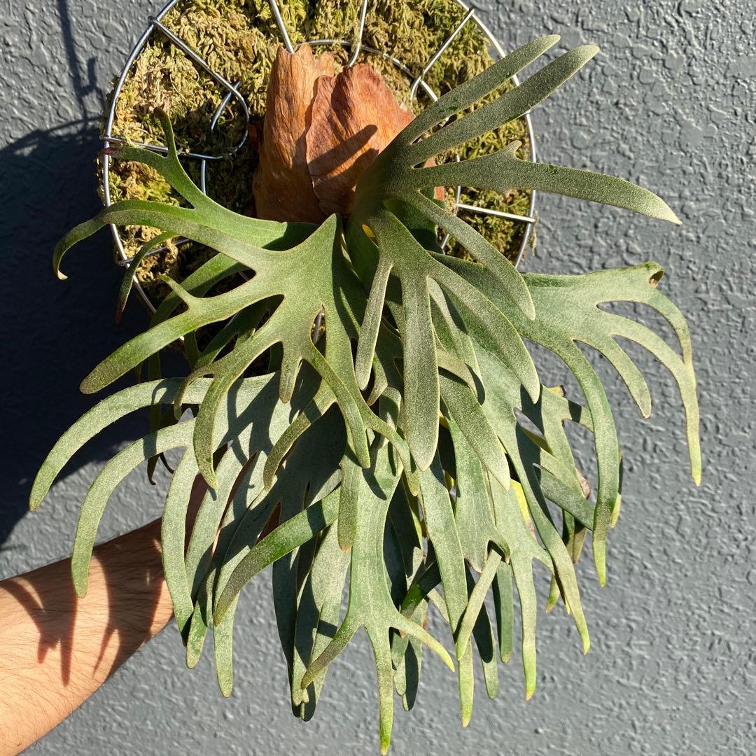 ビカクシダ・ジェイドガール