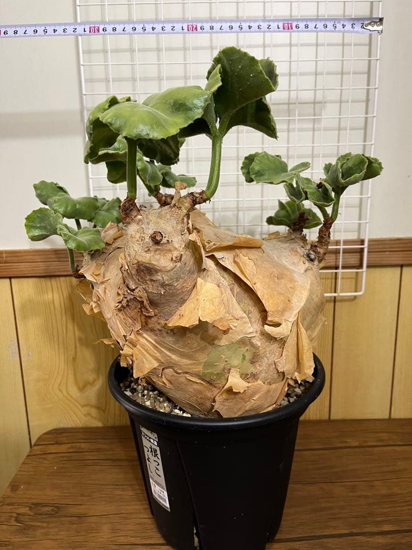 キフォステンマ　マクロプス　発根済み