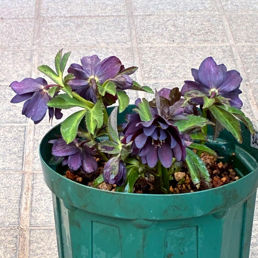 ま*い様 3420☘️花付☘️チビチビ⭐️小輪⭐️超コンパクト⭐️多弁⭐️原種交