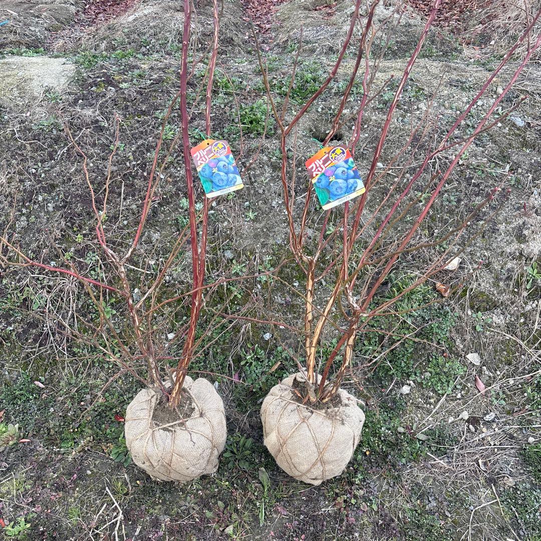 ご注文品　コロンブス×2 ブルーベリー準大苗セット