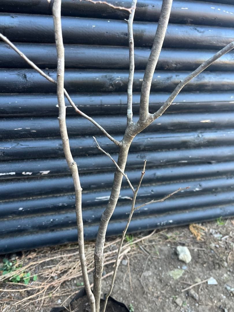 山採り天然　ナツハゼ　1