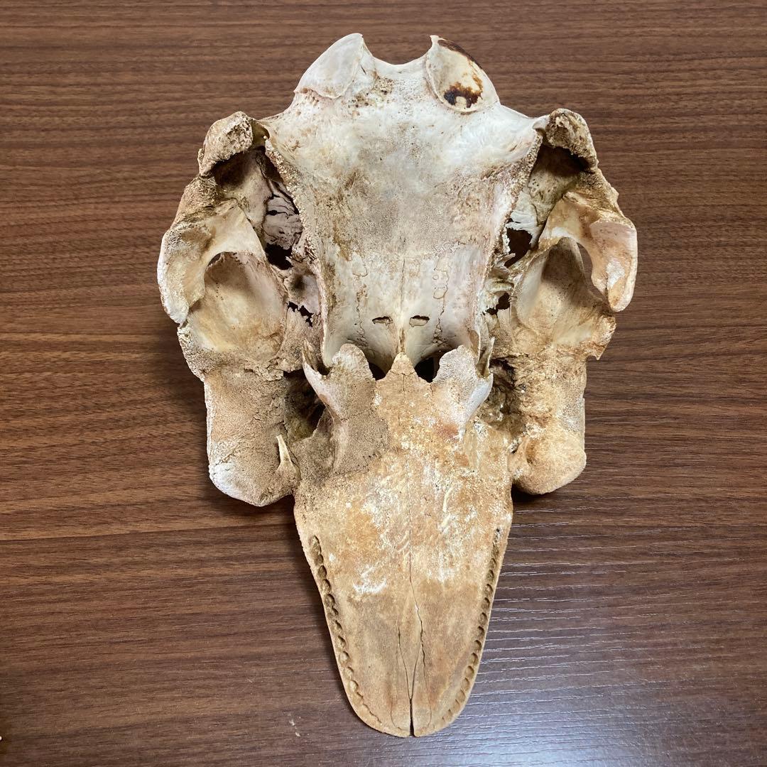 イルカの骨　骨格標本