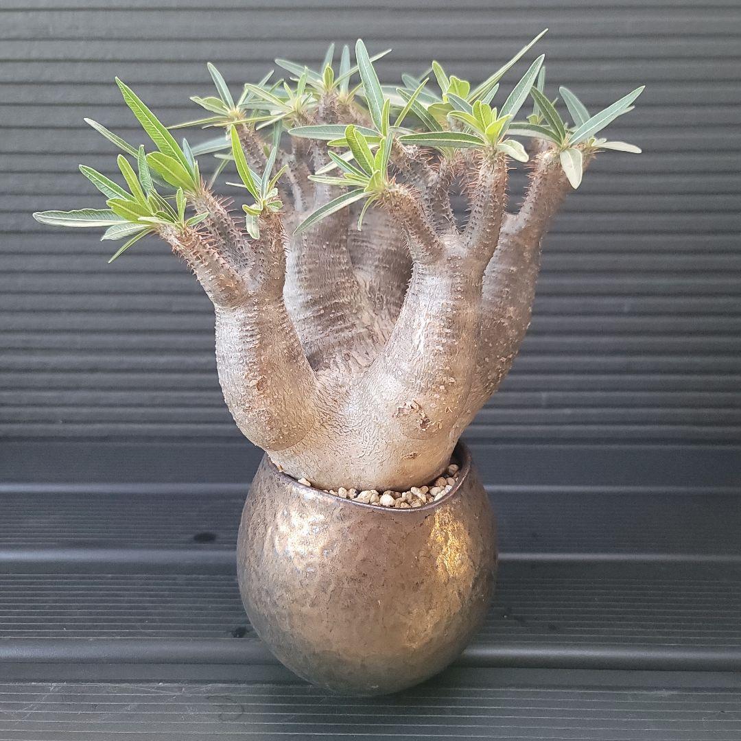 多頭パキポディウムグラキリス 現地球 発根済