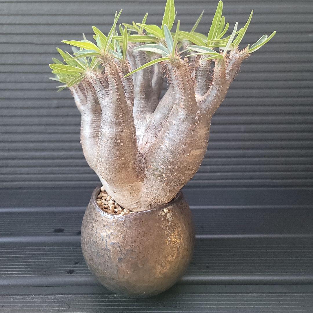 多頭パキポディウムグラキリス 現地球 発根済