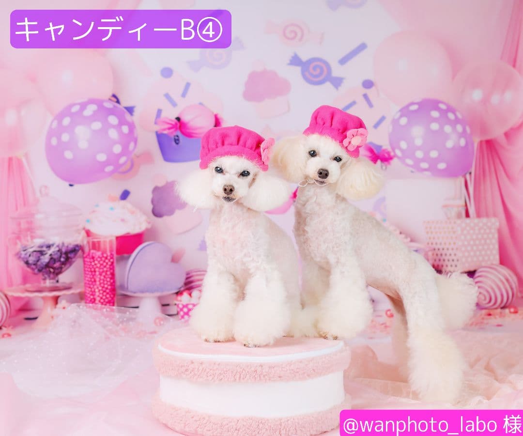 背景布×10枚+2　ペット撮影用フォトブース　トリミングチョーカー販売中