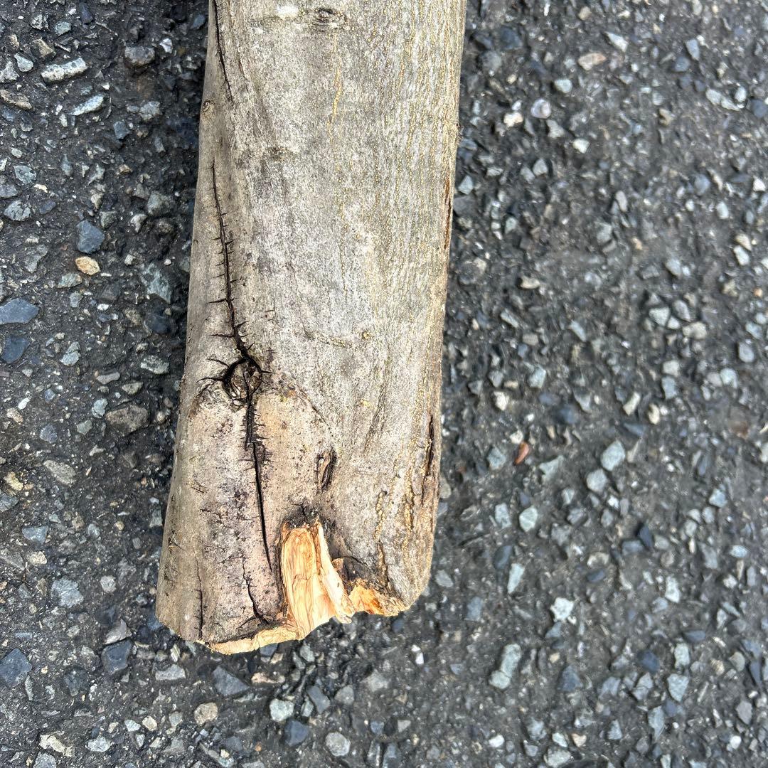 オリーブ　挿し木　太枝挿し木　盆栽