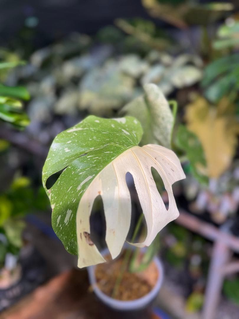 ラ*ん様 モンステラ　タイコンステレーション　スターライト転倒により葉折れあり｜