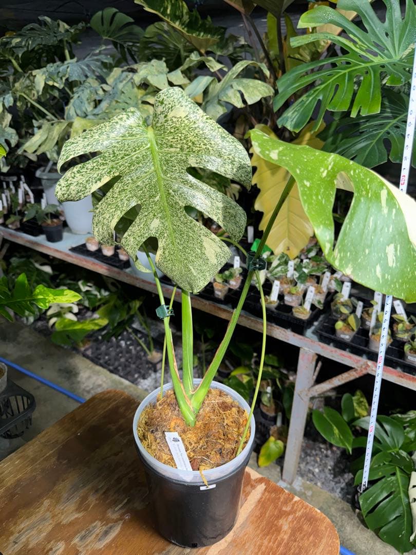 ラ*ん様 モンステラ　タイコンステレーション　スターライト転倒により葉折れあり｜