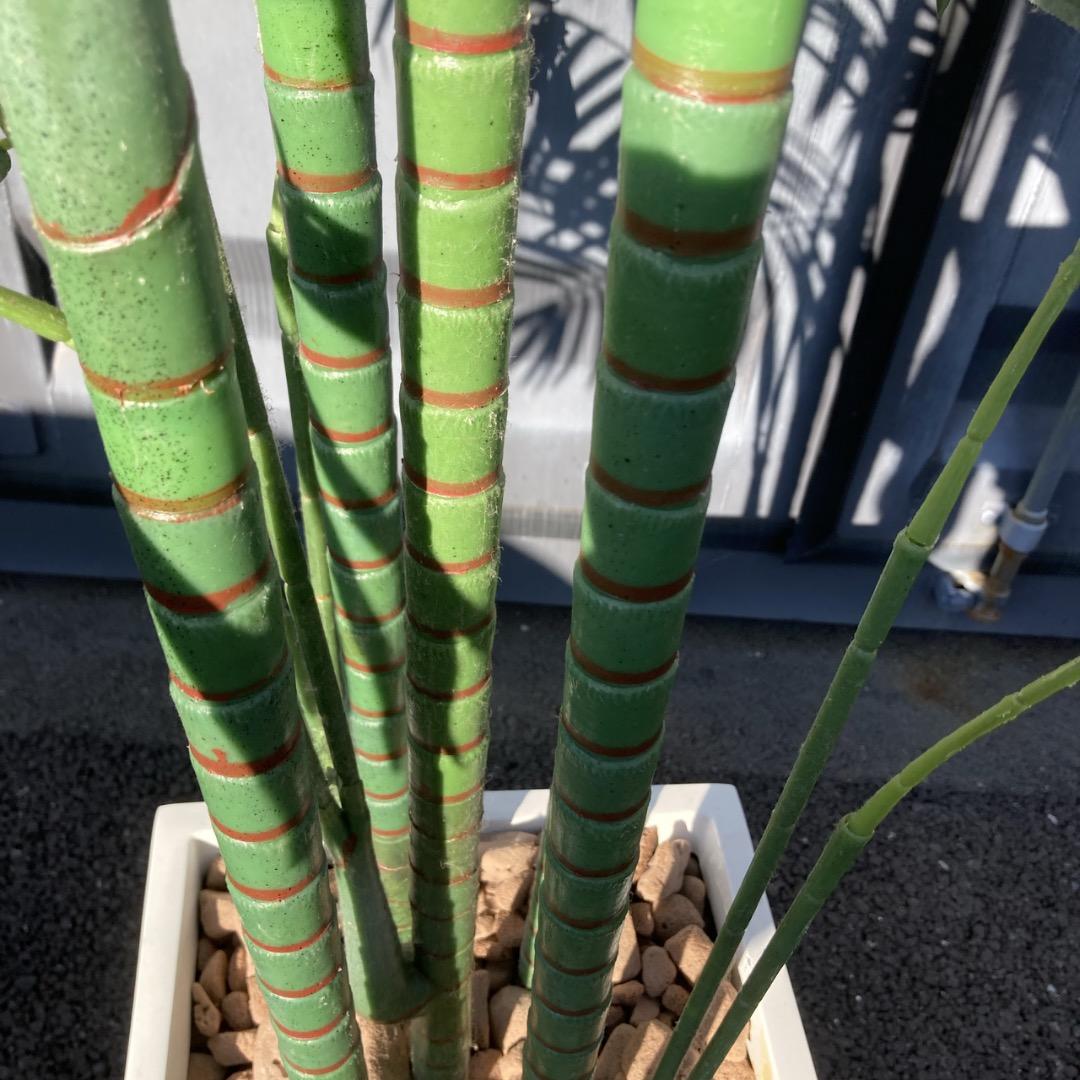 【お値下げOK】大型フェイクグリーン 光触媒人工植物 光の楽園 高さ約260cm