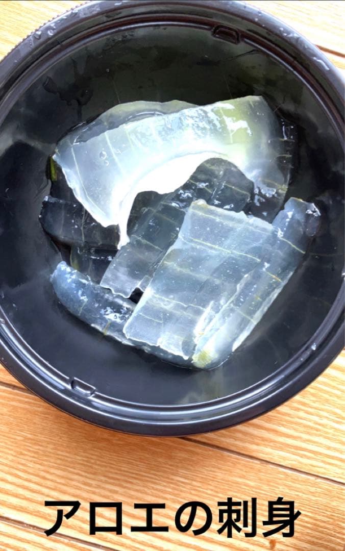 送料無料　アロエ　20年以上の親株　古株　多肉植物