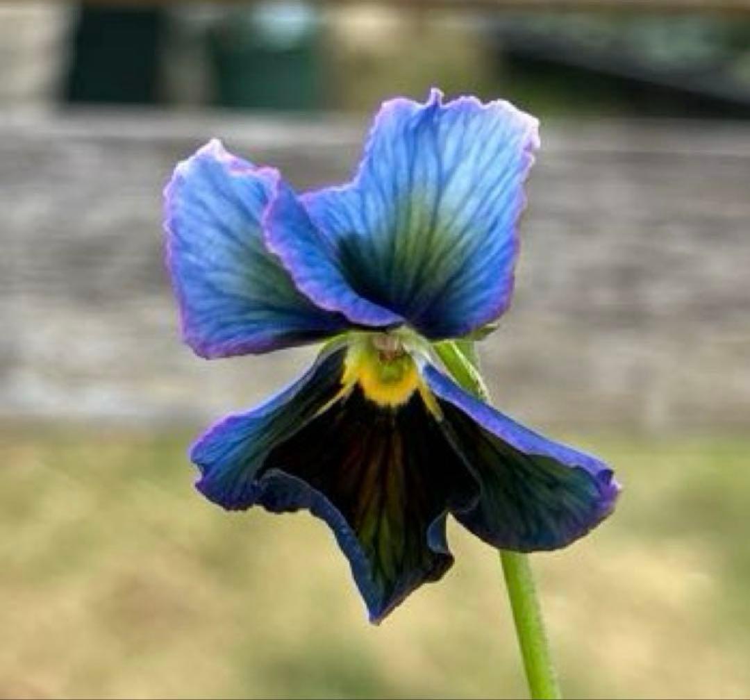 MIYABI様ご依頼品　すみれ図鑑寄せ植え　他6苗　現品　匿名発送　タグ付き