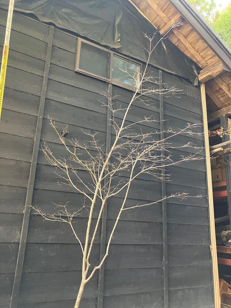 40 山採り　ヤマボウシ