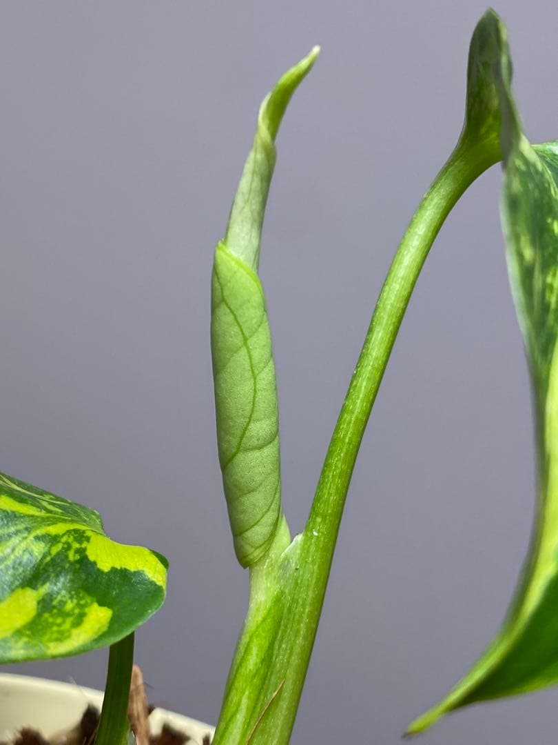 t*r様 【超希少‼️】モンステラ　エレクトロライト　斑入り　レア　人気　メルカ