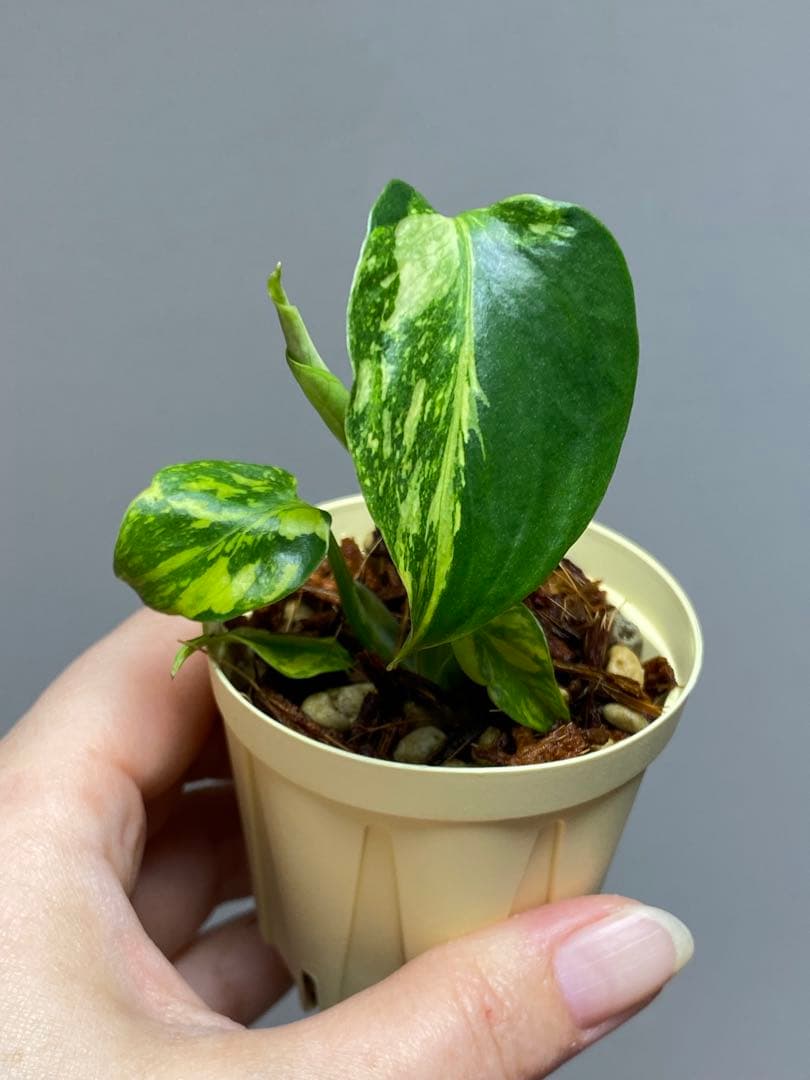 t*r様 【超希少‼️】モンステラ　エレクトロライト　斑入り　レア　人気　メルカ