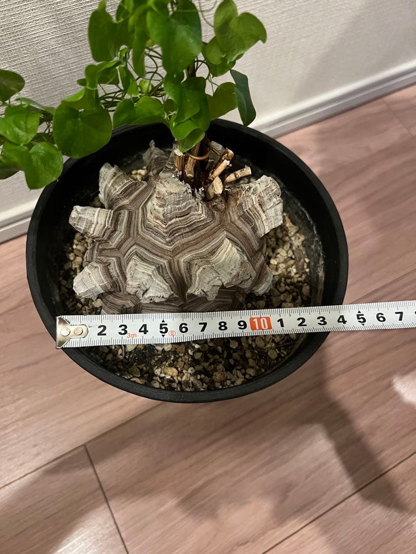 NAOさん専用　亀甲竜 BOTANIZE