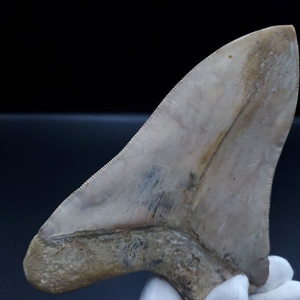 極上 メガロドン 歯 化石 本物 インドネシア産 144.31mm mg1