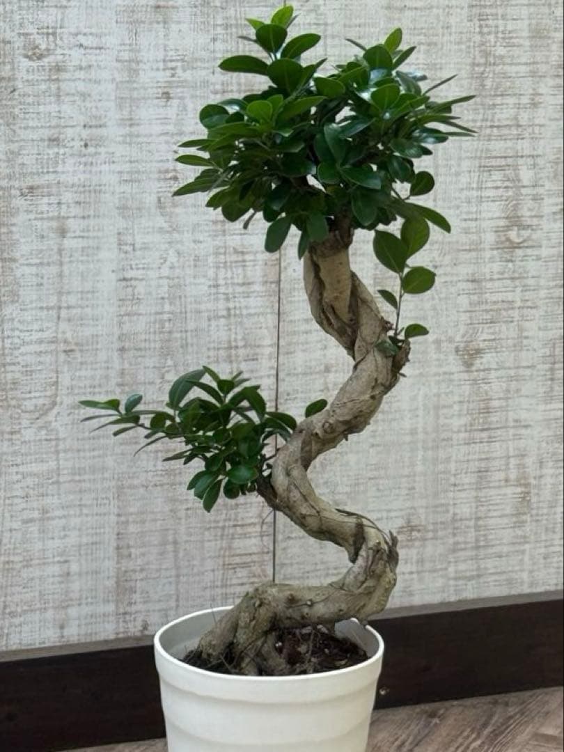 ☆ ガジュマル♪ 沖縄産原木◦太幹ねじり 80cm ⑦号♪