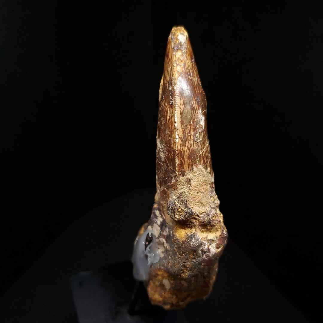 貴重 アフロベナトル 歯 化石 本物 ニジェール産 96.66mm fr93