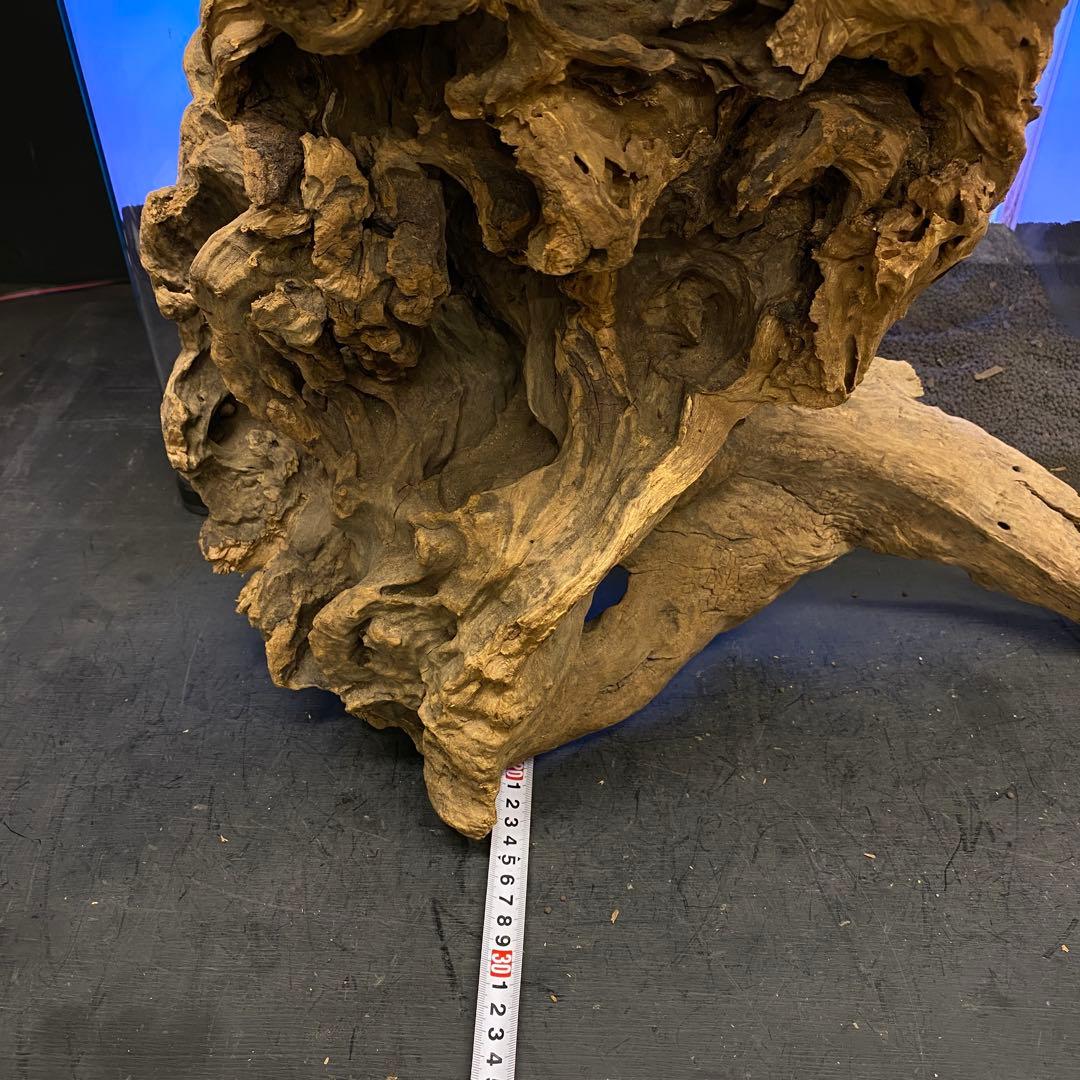 MRW-6266 特大天然流木　自立流木　1点物　枝流木　アクアリウム 爬虫類