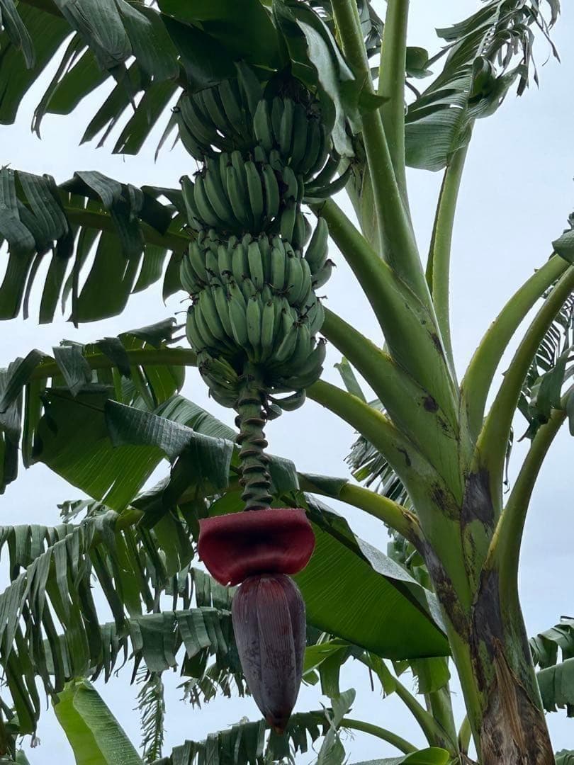 収穫用。251㎝巨大苗★ドワーフマッサンバナナ◆高糖。耐寒性強く初心者も栽培容易