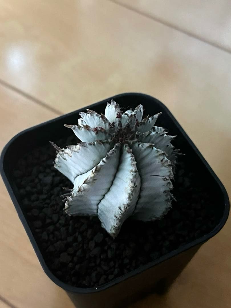 翠*緑様 ユーフォルビア ホリダ スーパーホワイト 極白 SSSランク カキ子