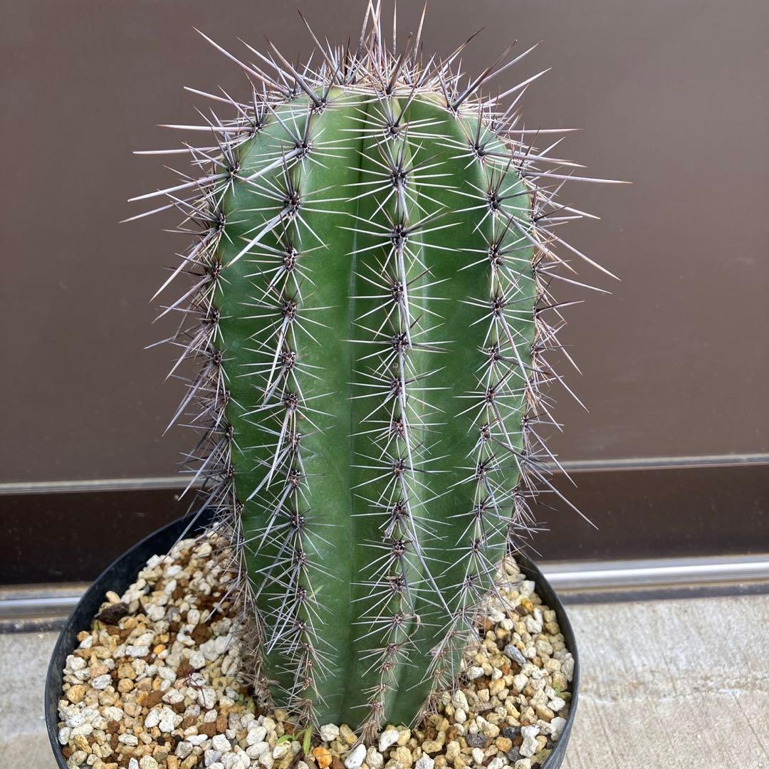 【#25096】弁慶柱　カルネギアギガンティア