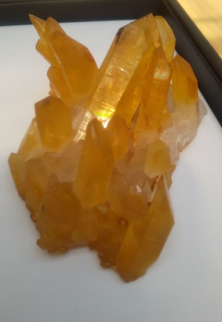 希少 クラスター ゴールデンヒーラー　上質！