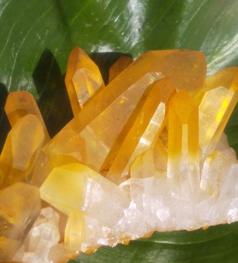 希少 クラスター ゴールデンヒーラー　上質！