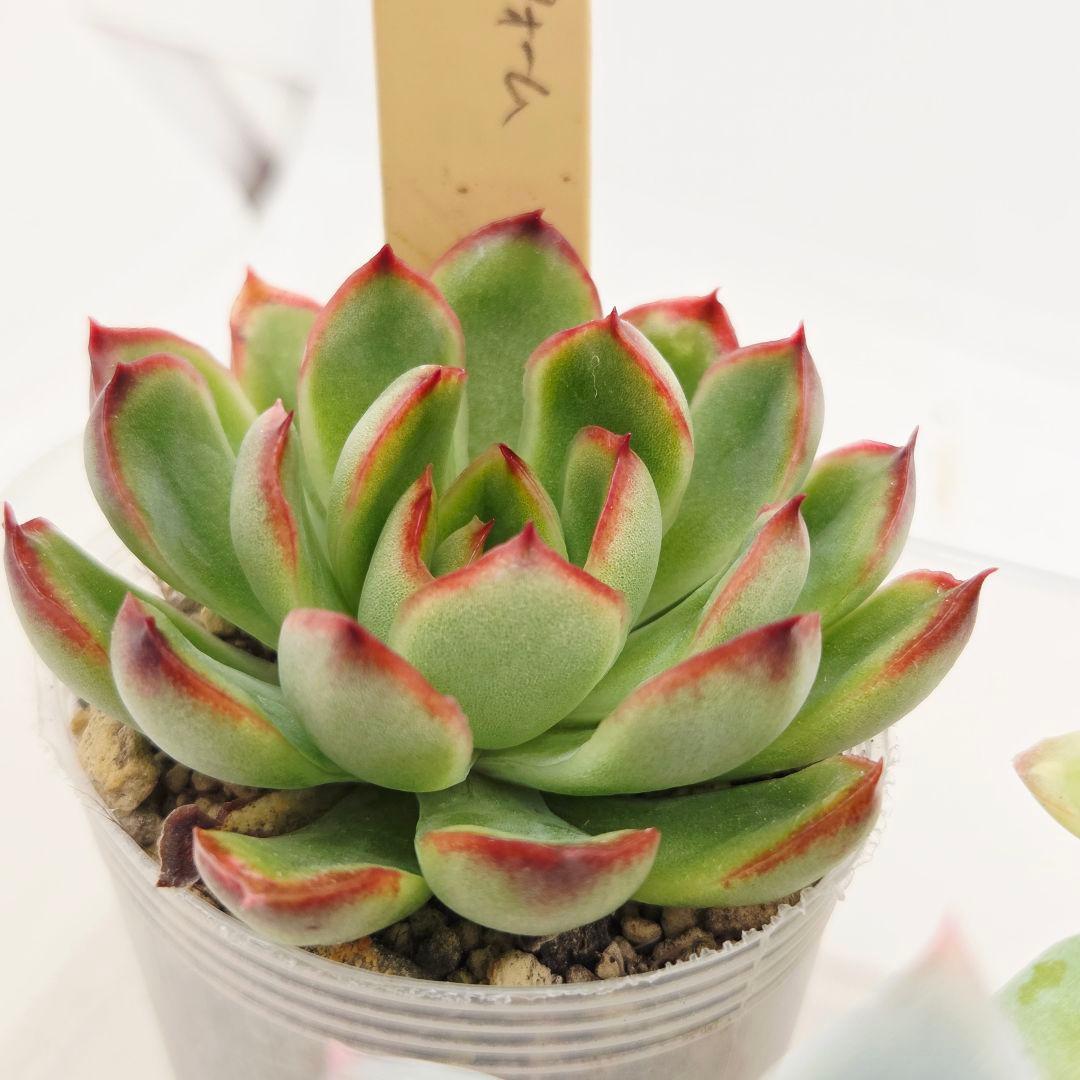 ⑥大きめ ももホイップ❣️中里リンゼアナ交配❣️発根済6苗メルカリ便込