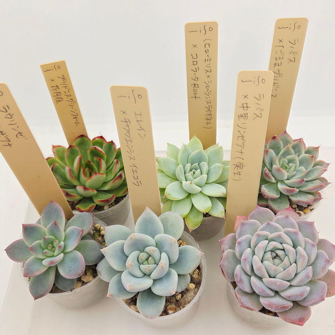 ⑥大きめ ももホイップ❣️中里リンゼアナ交配❣️発根済6苗メルカリ便込