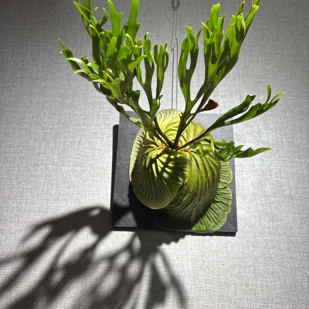 十*夜様 ビカクシダ　リドレイ　ワイルド　現地株　コウモリラン